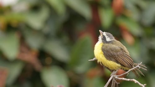 Little Bird Perched on Wood