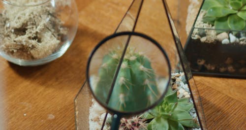 Growing Succulent Plants On Glass Terrarium