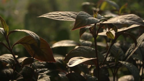 Dark Green Leaves