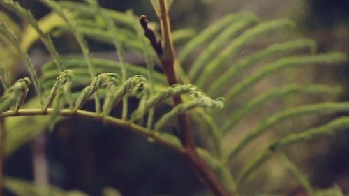 Green Plants