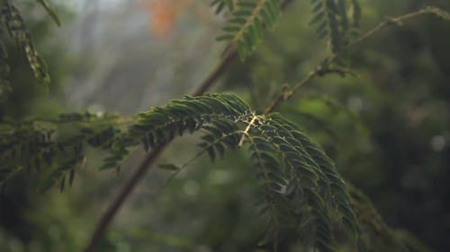 Green Tree