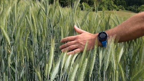 Man Walking on Tall Grass