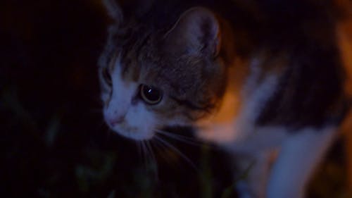 Close-up Video of a Cat