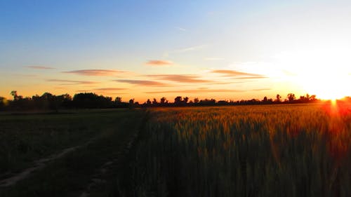 Sunset on the Field