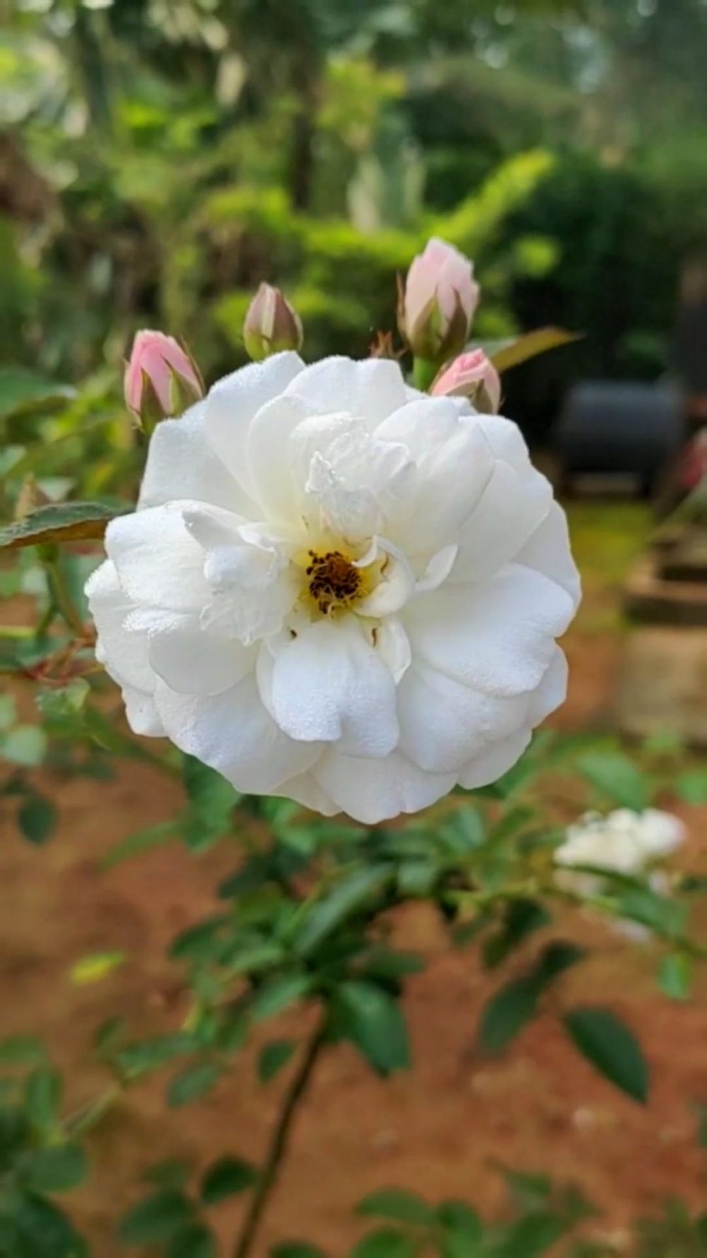 Close-up View Of White Clusters Of Flowers · Free Stock Video