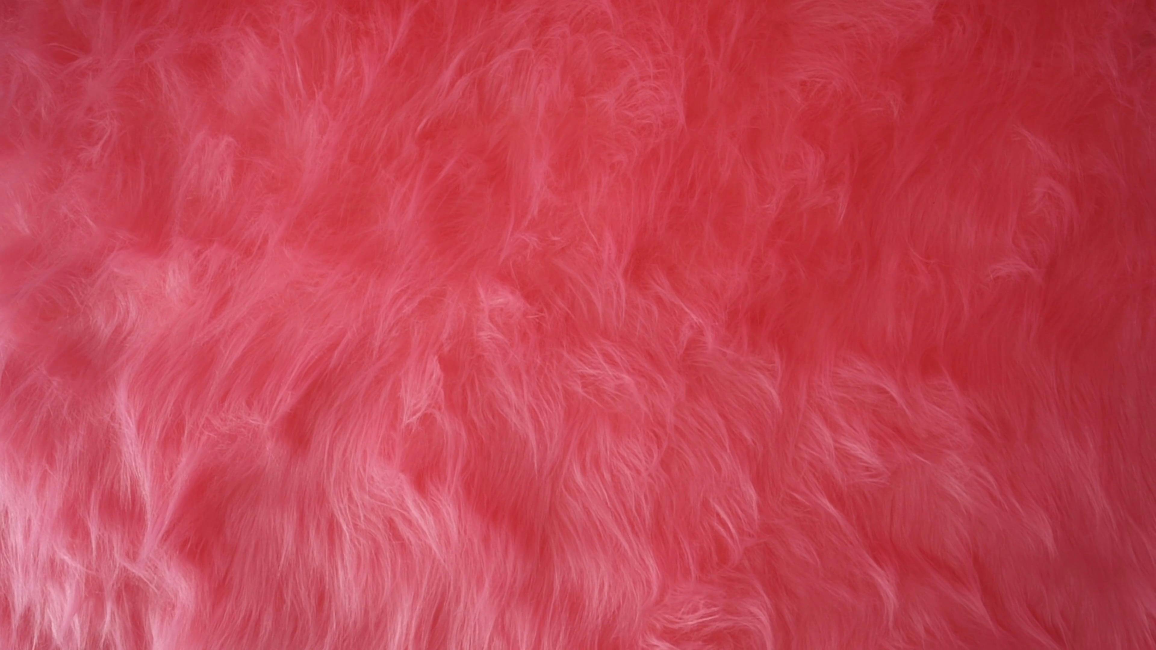 Pink Fur Carpet Free Stock Video Footage, RoyaltyFree 4K & HD Video Clip