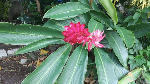 Pink Flowers