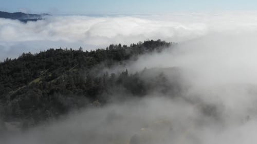 Trees Covered with Fog