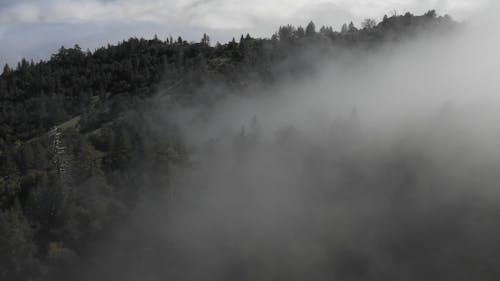 Trees Covered With Fog