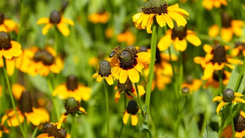 Bee on Yellow Flower