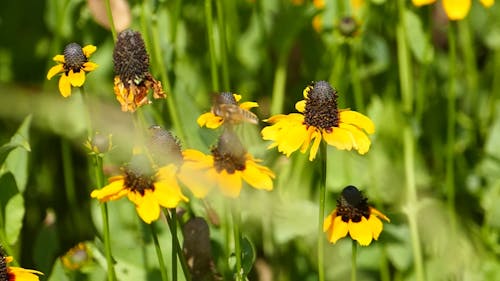 Bee on Yellow Flowers