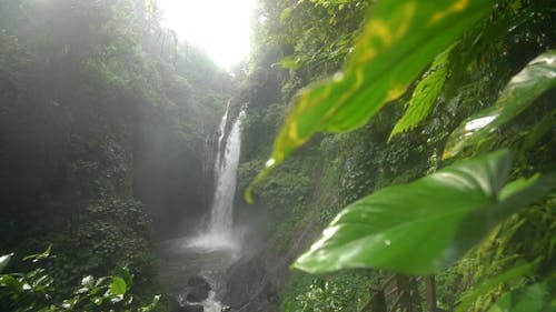 Green Plants Near Waterfalls