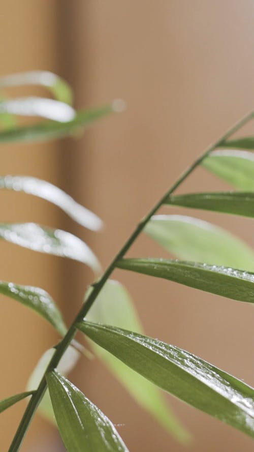 Watering the Plant