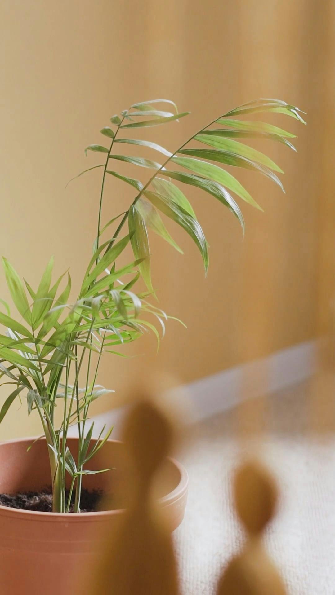 Video by Pavel Danilyuk