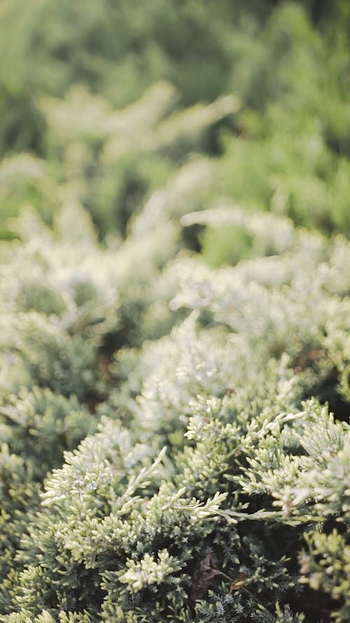 Close-up Video of Pine Tree