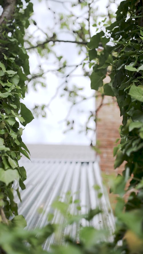 Green Vines on the Roof