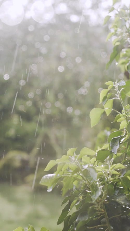 Video Footage Of Rain Falling From Above