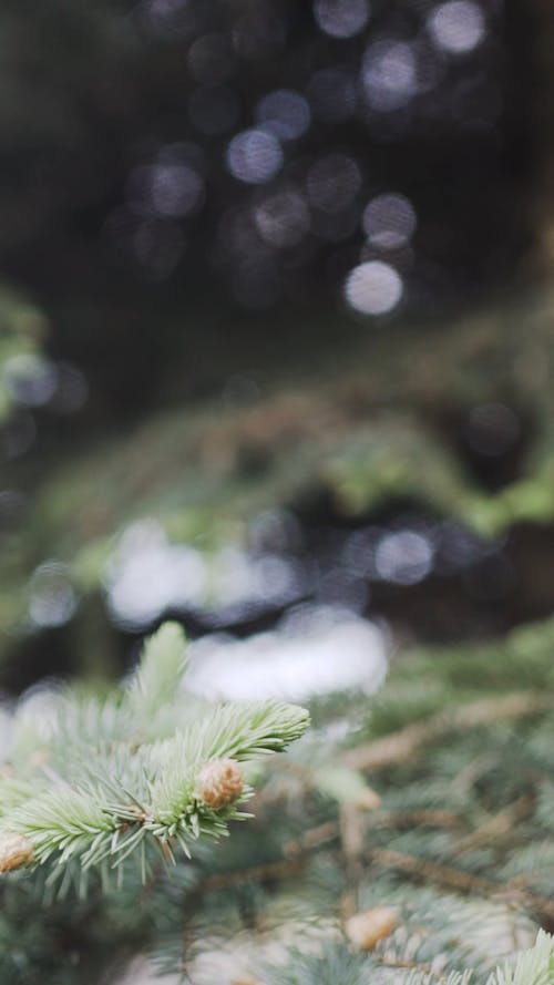 Close-up Video of Pine Tree Branch