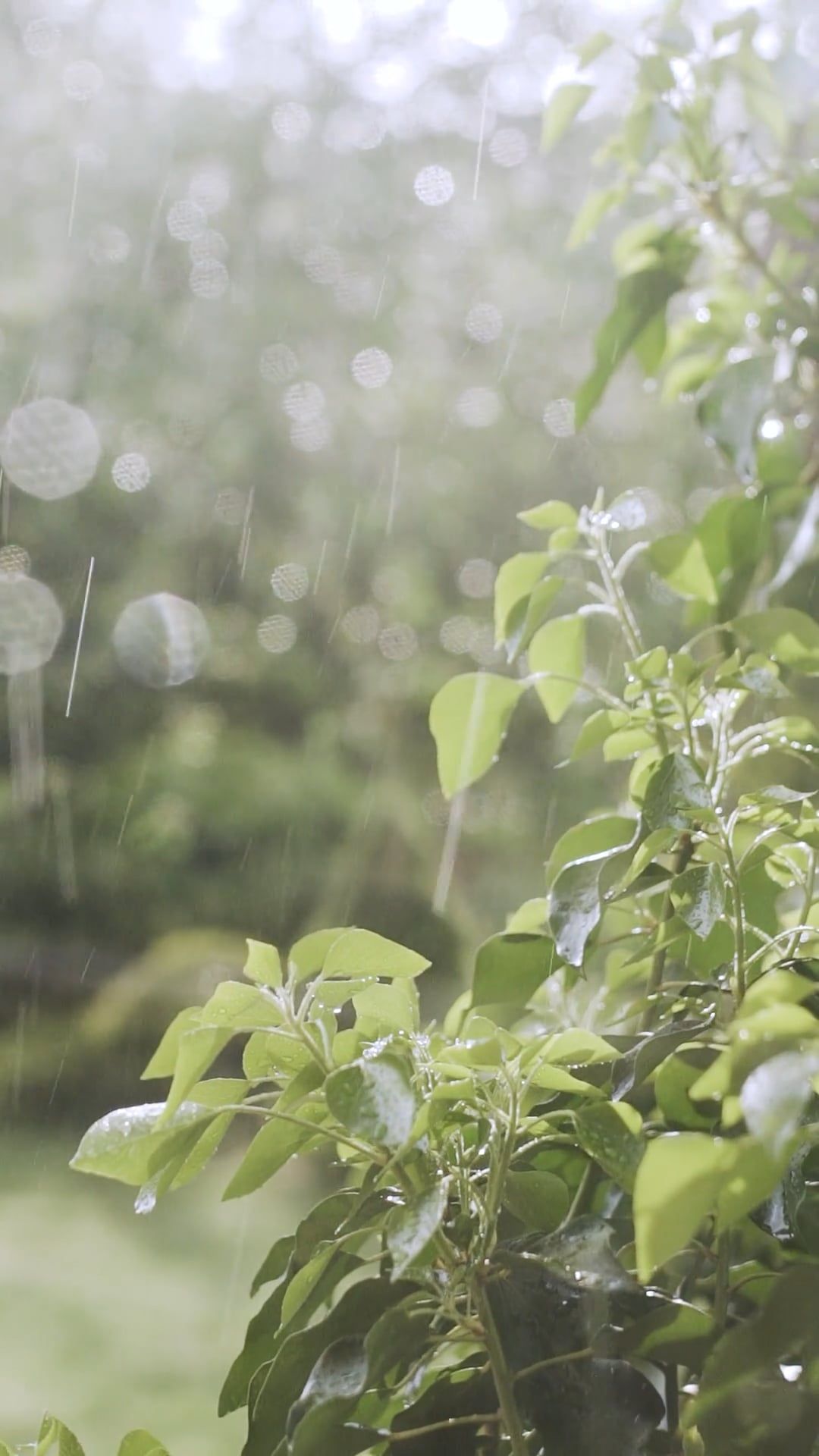 Close-Up View of Green Leaves While Raining Free Stock Video Footage ...