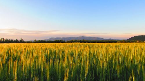 Tall Grass