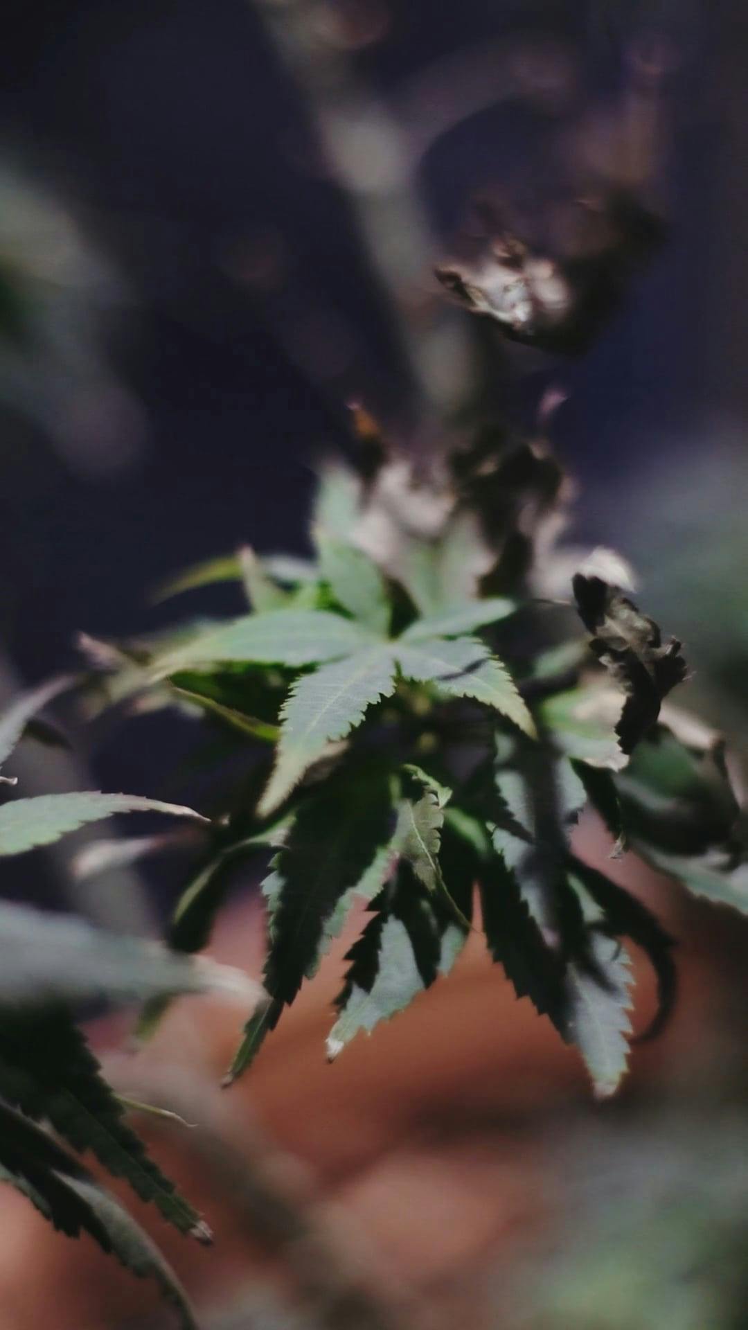 1,193 Weed Wallpaper Stock Video Footage - 4K and HD Video Clips |  Shutterstock