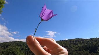 风铃花免费下载视频素材免费下载视频素材