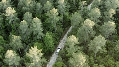 A Car Driving Through the Forest