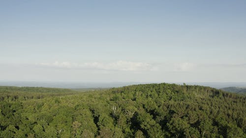 An Aerial Footage of a Forest