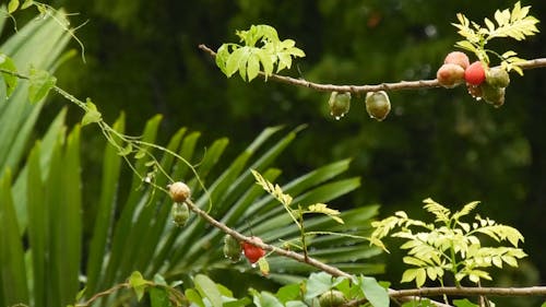 Close-Up Video of Wet Plants