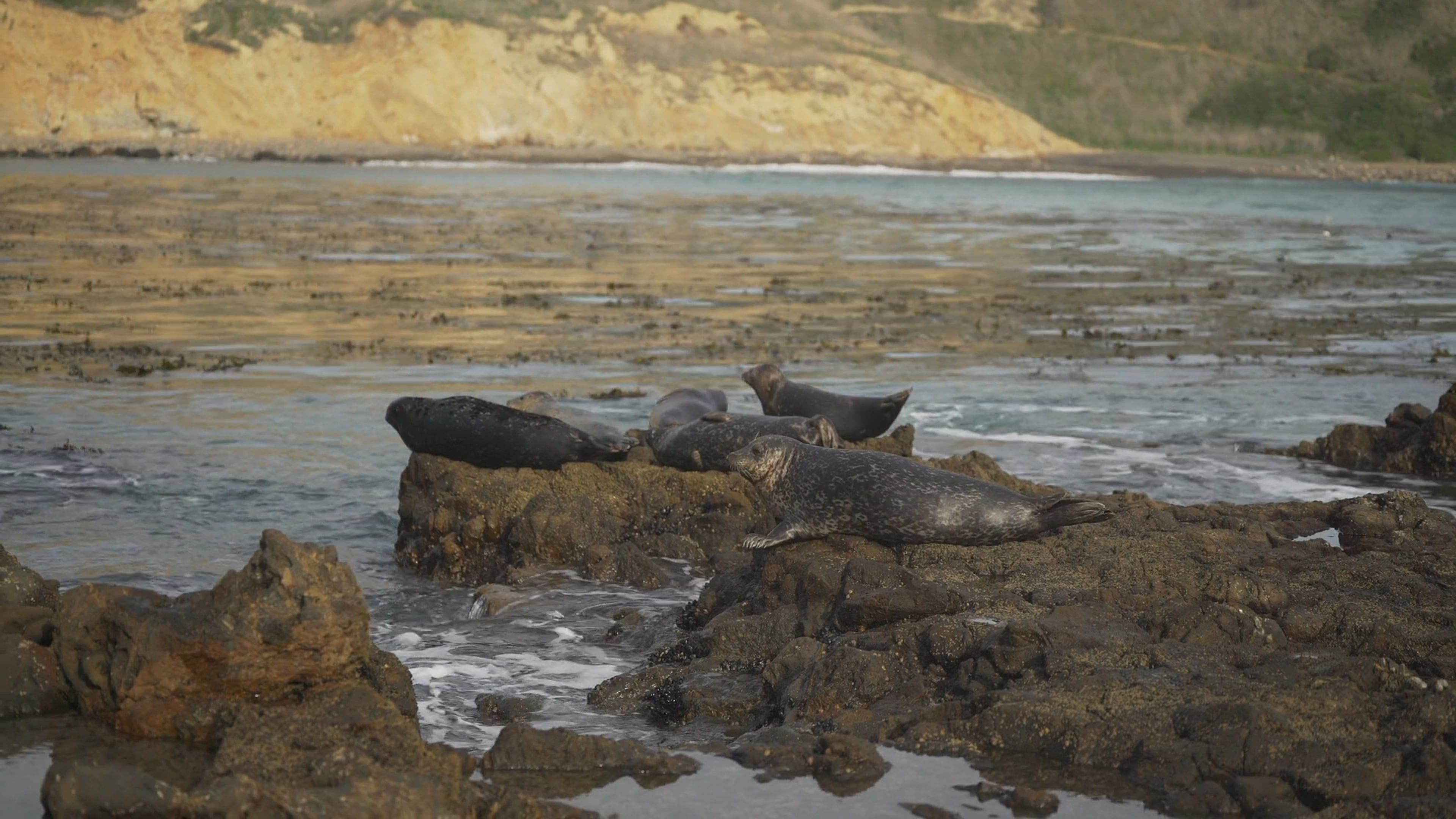 seals-resting-on-the-rocky-coast-free-stock-video
