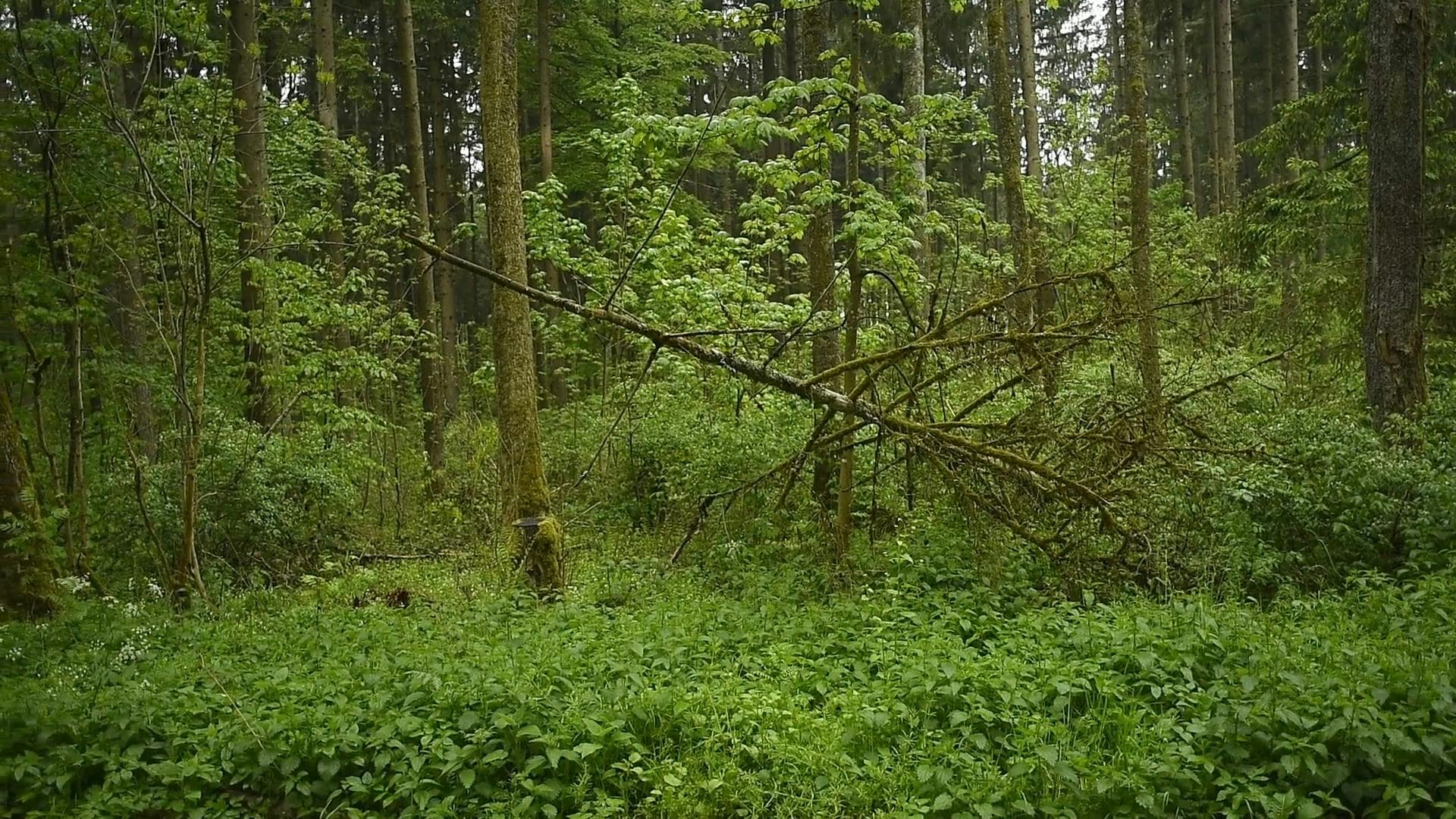 Video by Street Donkey