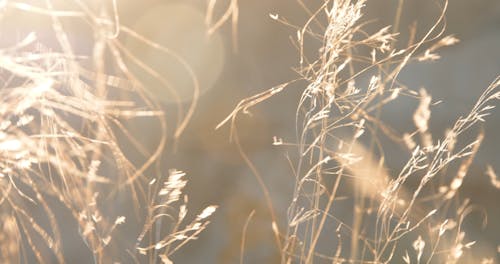 Plants Swaying in the Wind During the Sunset