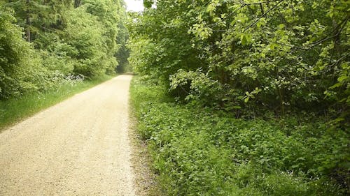 A Trail in the Forest