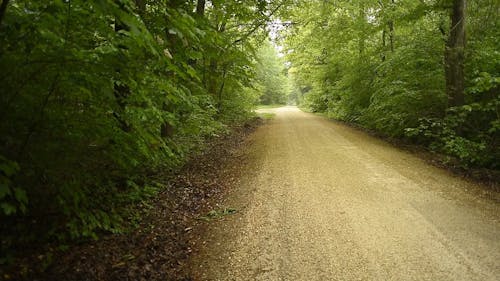 A Trail in the Forest