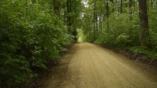 A Trail in the Forest