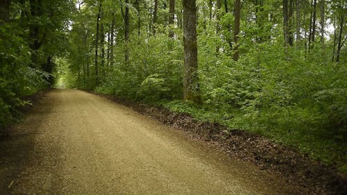 An Off Road Cutting Through The Forest