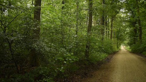 A Road As Path Inside A Forest