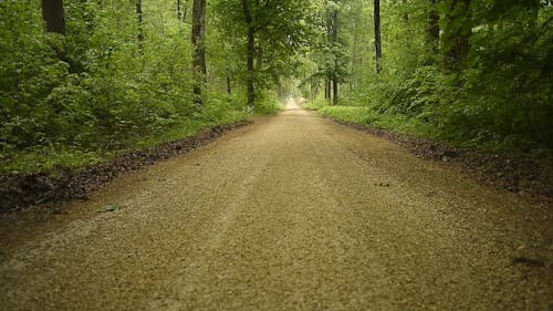 A Trail in the Forest