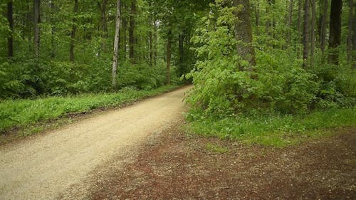 A Trail in the Forest 