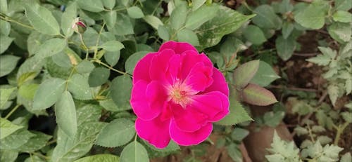 Close-Up View of a Pink Flower