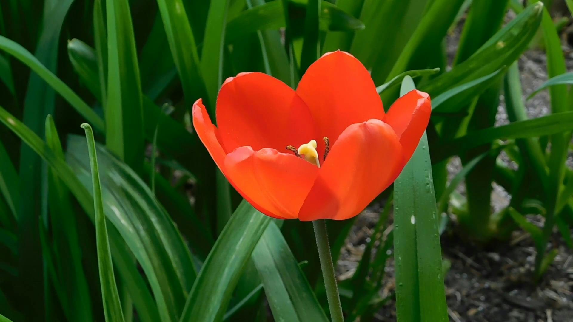 A Beautiful Red Tulip in Bloom · Free Stock Video