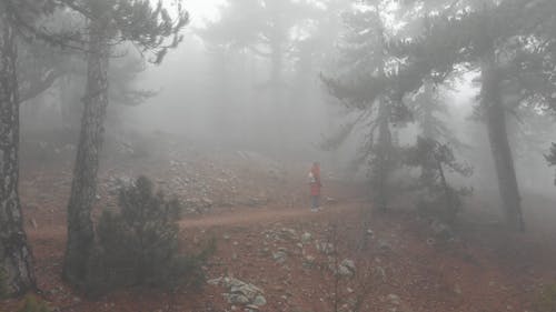 A Person Walking in a Foggy Forest