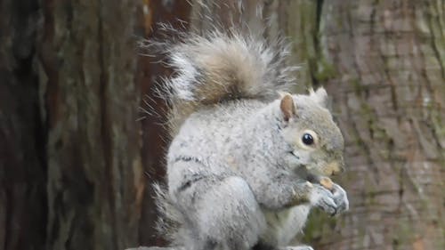 Video of a Eating Squirrel
