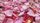 rose petals