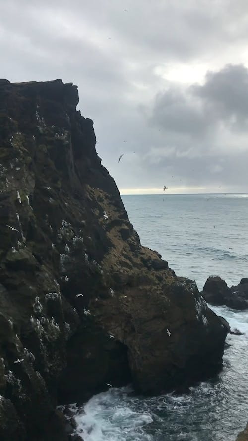 Seagulls Flying and Waves Crashing on the Rocky Coast