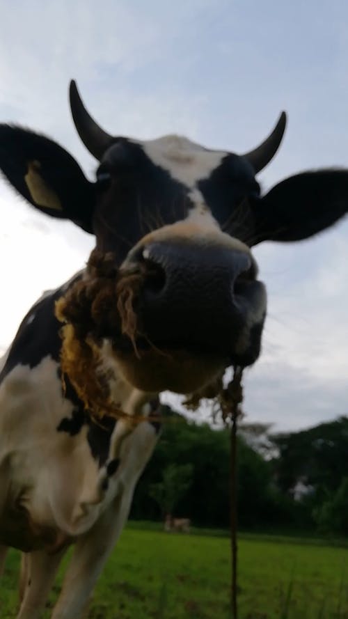 A Cow Feeding On Grass