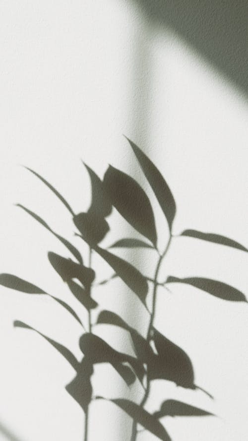 A Shadow of a Swaying Plant