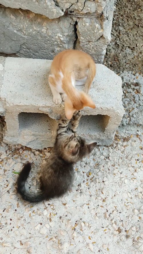 Two Kittens Playing Near A Hollow Block