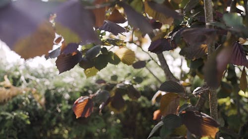 Video Of Leaves Providing Shade From The Rays Of Sun 