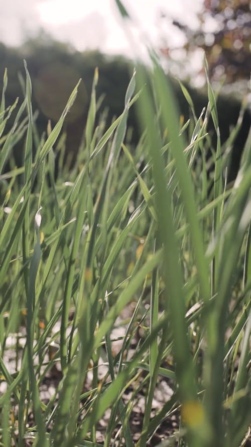 Selective Focus Video Of Grass During Sunny Day 